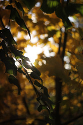 Similar image 22093056