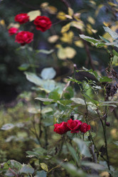 Similar image 22093057