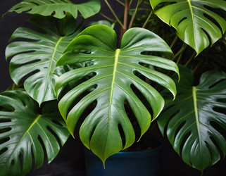 Similar image 22115939