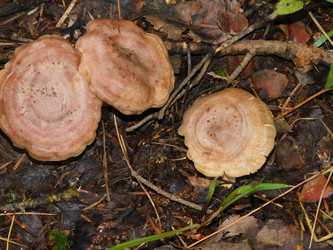 Similar image 22105913