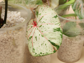 Similar image 22099827