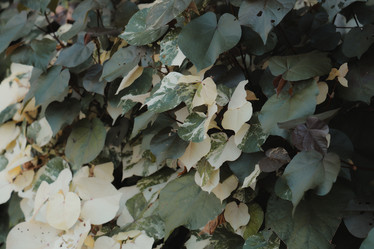 Similar image 22099832