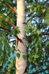 Similar image 22095696