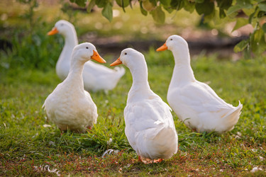 Similar image 22112624