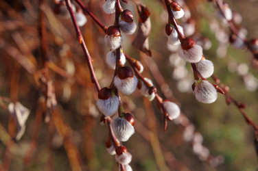 Similar image 22098334