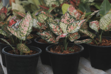 Similar image 22100022