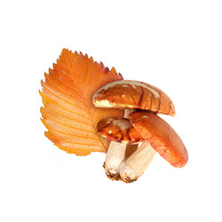 Similar image 22099072