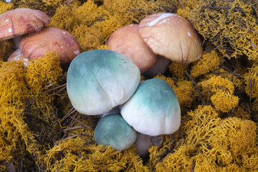 Similar image 22099315