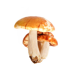 Similar image 22099339