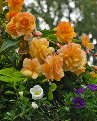 Similar image 22099062