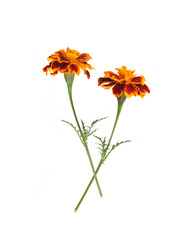 Similar image 22099324