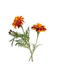 Similar image 22099325