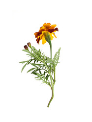 Similar image 22099347