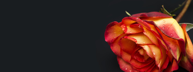 Similar image 22099352