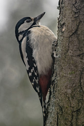 Similar image 22099436