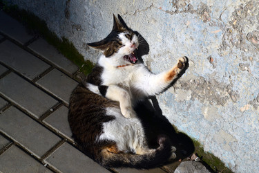 Similar image 22098908