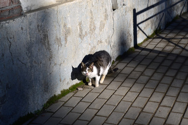 Similar image 22098909