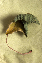 Similar image 22099023