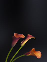 Similar image 22099065