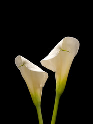 Similar image 22099088