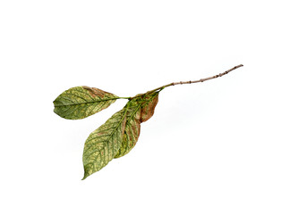 Similar image 22100181