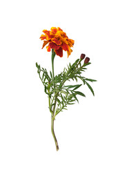 Similar image 22100187