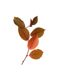 Similar image 22100200