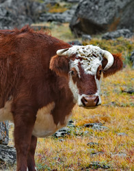 Similar image 22099402