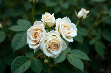 Similar image 22107299