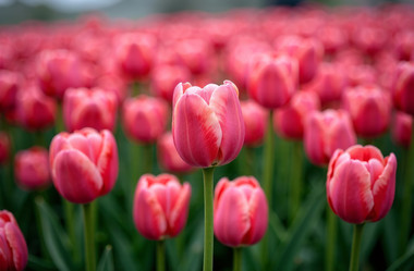 Similar image 22107337