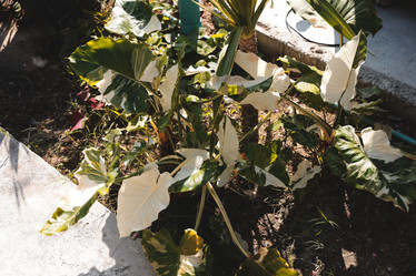 Similar image 22120847