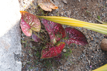 Similar image 22120855