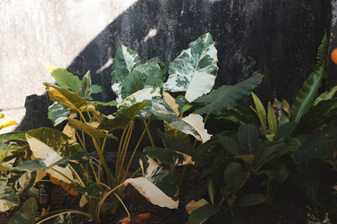 Similar image 22120337