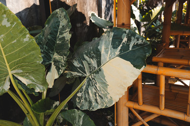 Similar image 22120339