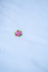 Similar image 22109032