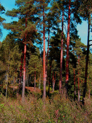 Similar image 22109069