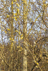 Similar image 22109259