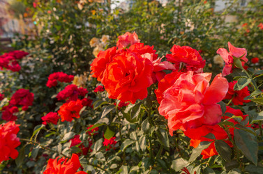 Similar image 22109552