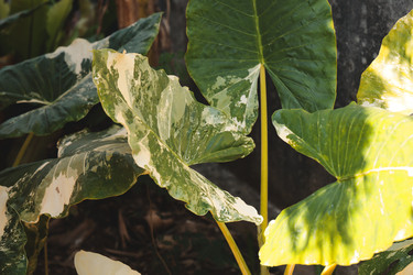 Similar image 22120432