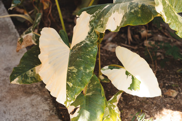 Similar image 22120441