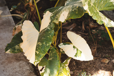 Similar image 22120461