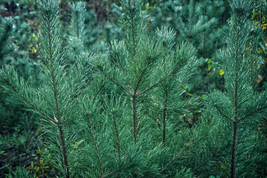 Similar image 22111875