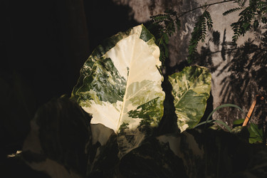 Similar image 22120490