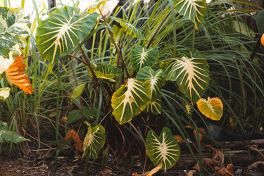 Similar image 22120492