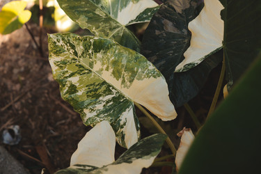 Similar image 22120494