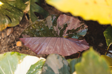 Similar image 22120496