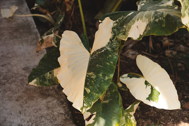 Similar image 22120499