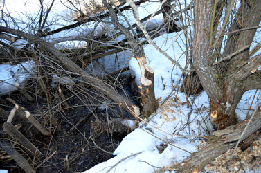 Similar image 22113246