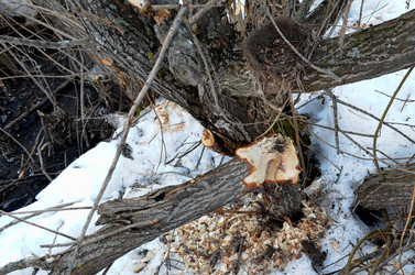 Similar image 22113256