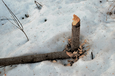 Similar image 22113258